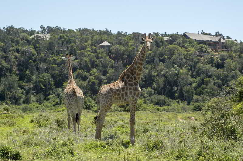 Kariega Game Reserve Bushman's River Mouth Exterior photo